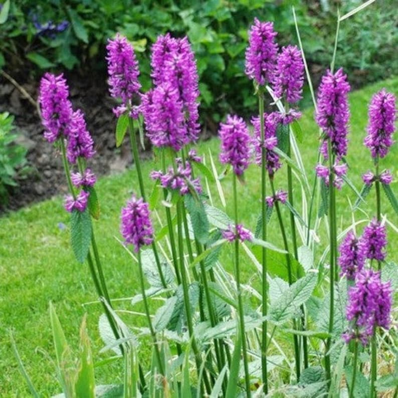 Wood Betony Flower Seeds Stachys Officinalis 30Seeds image 1