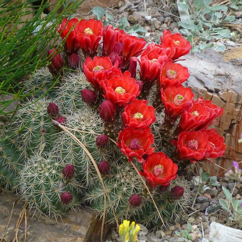 Semillas de cactus erizo escarlata (Echinocereus coccineus) 25+ semillas imagen 1