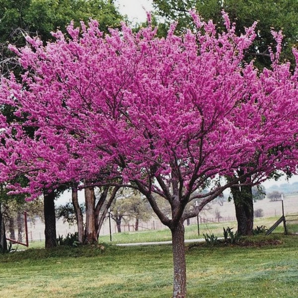 California Redbud Tree Seeds (Cercis occidentalis) 20+Seeds