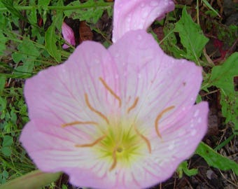 Showy Evening Primrose Flower Seeds (Oenothera Speciosa) 100+Seeds