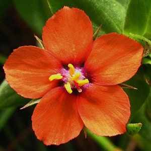 Scarlet Pimpernel Ground Cover Seeds Anagallis Arvensis 200Seeds image 2