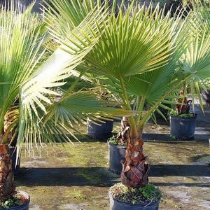 Mexican Fan Palm Seeds Washingtonia robusta 10Seeds image 1