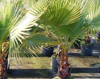 Mexican Fan Palm Seeds (Washingtonia robusta) 10+Seeds