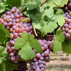 Grape Vine Seeds (Vitis vinifera) 30+Seeds