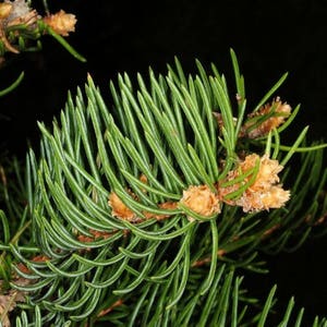 Dragon Spruce Tree Seeds Picea asperata 25Seeds image 3