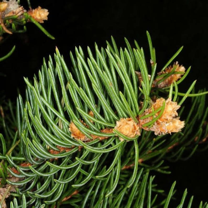 Dragon Spruce Tree Seeds Picea asperata 25Seeds image 3