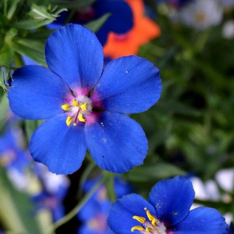 Blue Pimpernel Ground Cover Seeds Anagallis Arvensis 200Seeds image 2