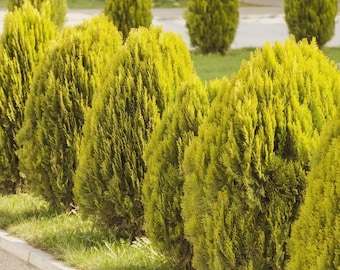 Golden Oriental Arborvitae Tree Seeds (platycladus Orientalis Aurea) 15+  Seeds - Etsy