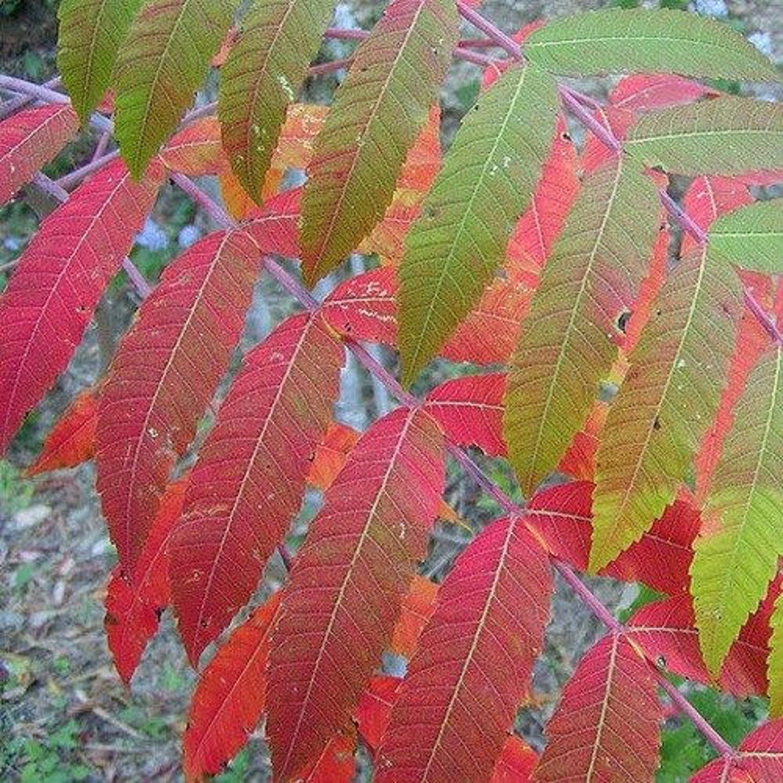 Flameleaf Sumac Tree Seeds schmaltzia Copallinum 40seeds Etsy