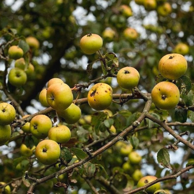 European Crab Apple Tree Seeds Malus sylvestris 15Seeds image 2