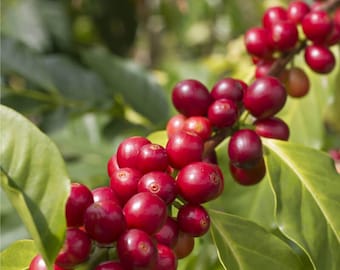 Coffee Arabica Bush Seeds (Coffea Arabica Nana) 10+ Seeds