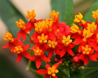 Tropical Milkweed Flower Seeds (Asclepias Curassavica) 100+Seeds