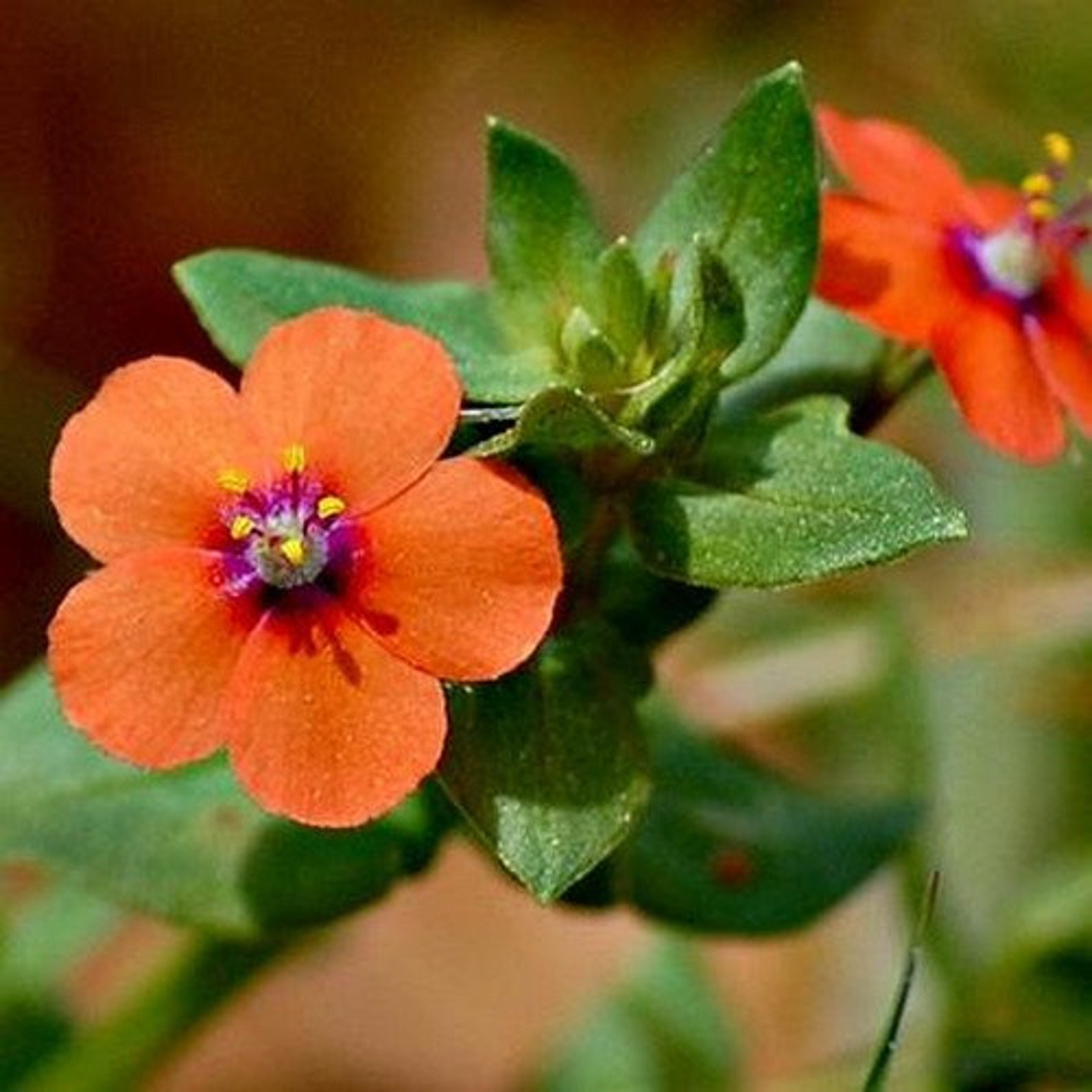 Анагалис крупноцветковый синеглазка. Anagallis arvensis. Анагалис Скарлет красная. Анагаллис цветок. Плод Анагаллис.