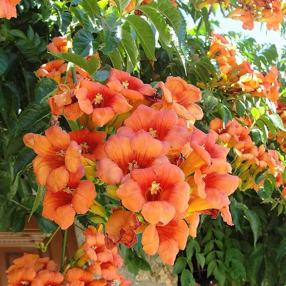 Trumpet Vine Seeds (campsis Radicans) 50+seeds - Etsy