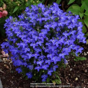 Lobelia Blue Carpet Flower Seeds Lobelia Erinus 200Seeds image 1