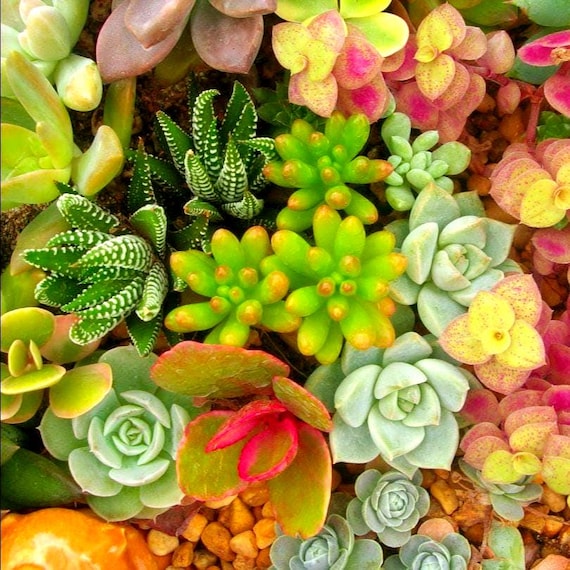 Succulent Varieties Mix Seeds (large Succulent Seeds) 20+seeds - Etsy