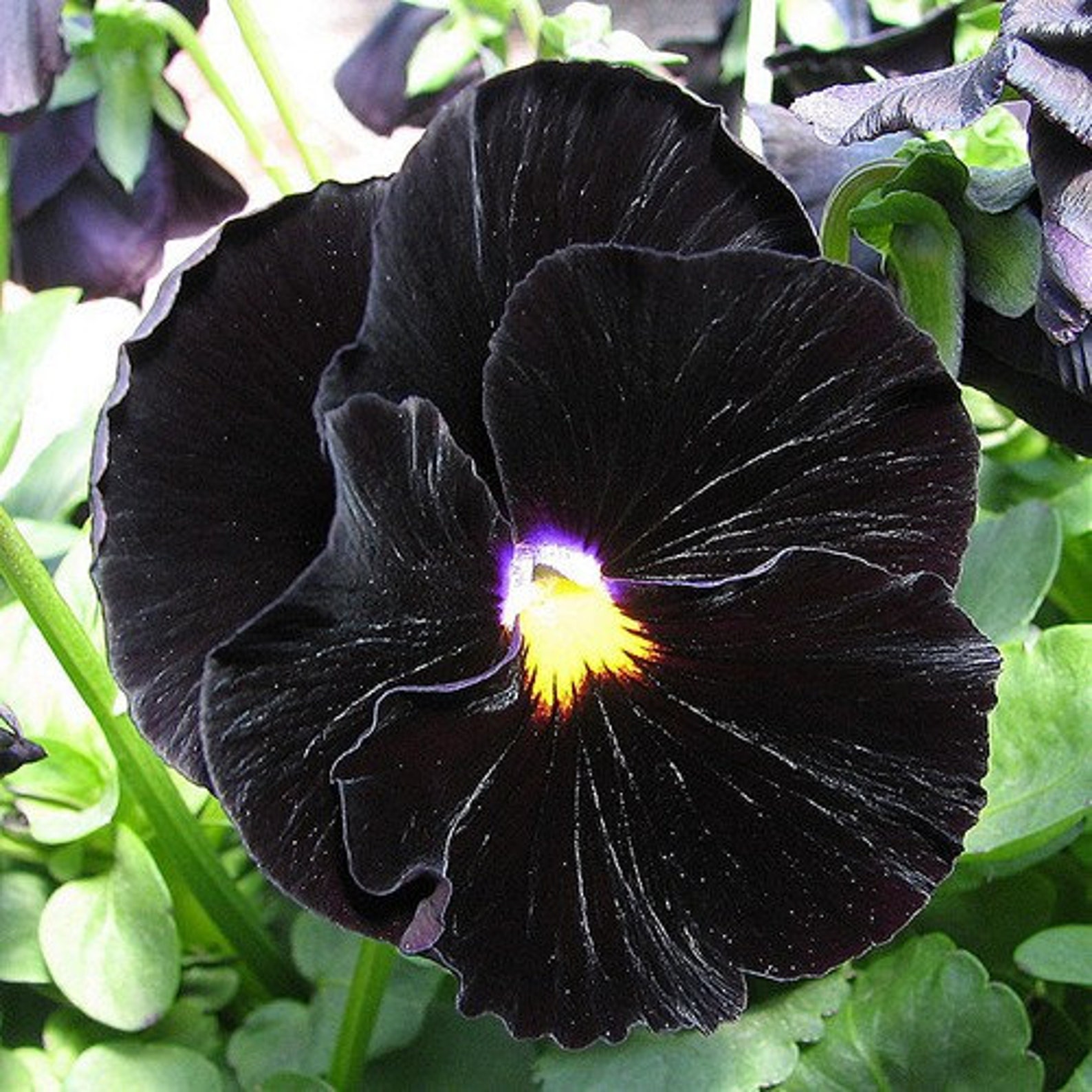 Pansy Black Flower Seeds Viola x Wittrockiana 50Seeds | Etsy