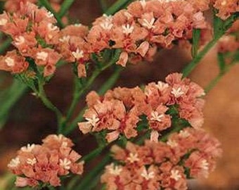 Statice Apricot Beauty Flower Seeds (Limonium Sinuatum) 50+Seeds
