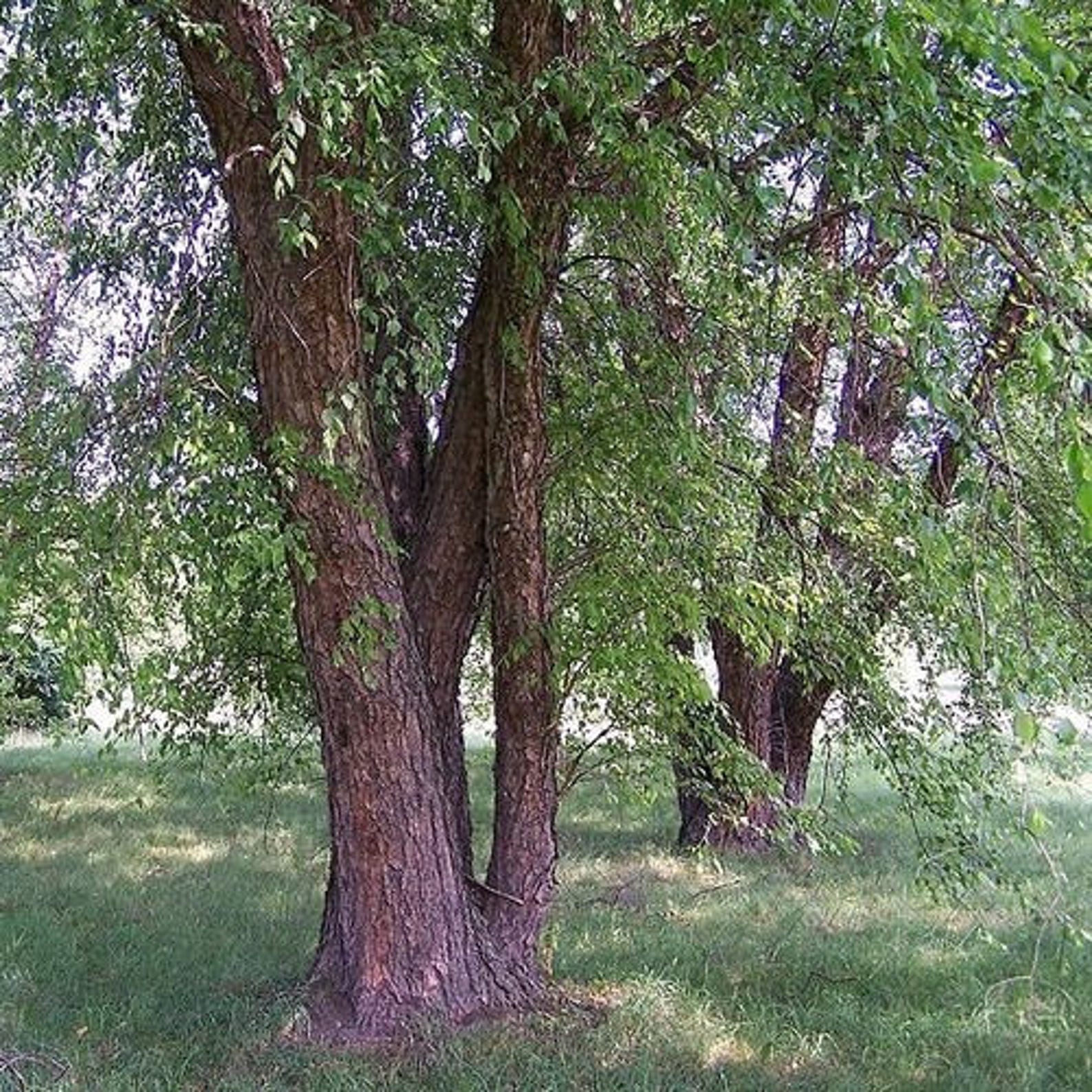 Темно березка. Береза черная Betula nigra. Черная береза Троицкий Сунгур. Береза Даурская (Betula dahurica).