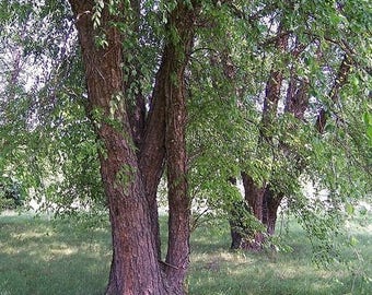 Northern River Birch Tree Seeds (Betula nigra) 50+Seeds
