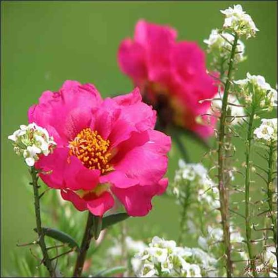 Portulaca Moss Rose Mix Ground Cover Seeds Portulaca Grandiflora 200+Seeds
