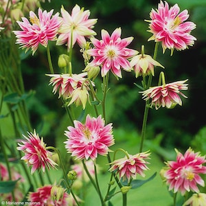 Columbine Nora Barlow Flower Seeds (Aquilegia Vulgaris) 50+Seeds