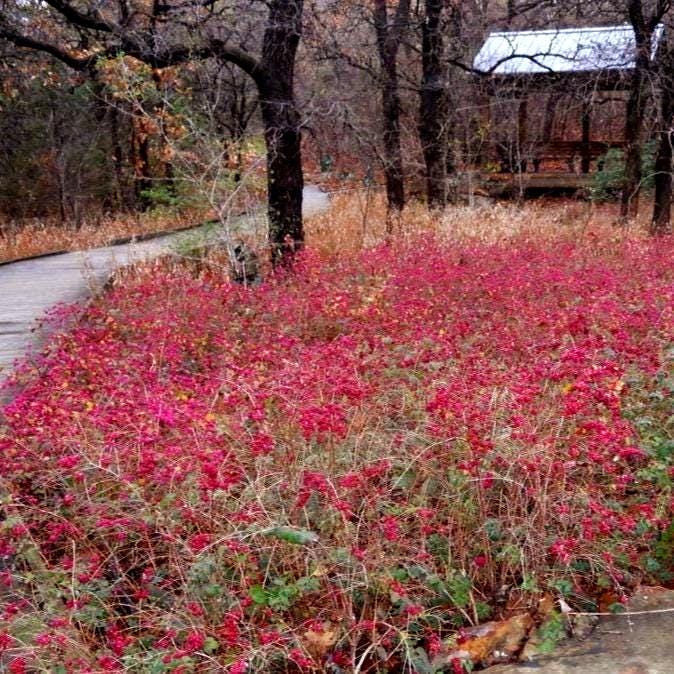 8315.KAMMOK Fire Berry 30 オリーブ 8315.KAMMOK Fire Berry 30 オリーブ