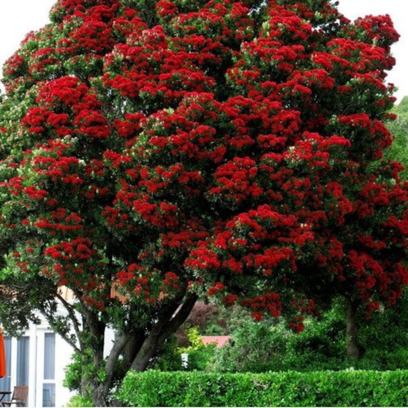 New Zealand Christmas Tree Seeds Metrosideros excelsa Etsy