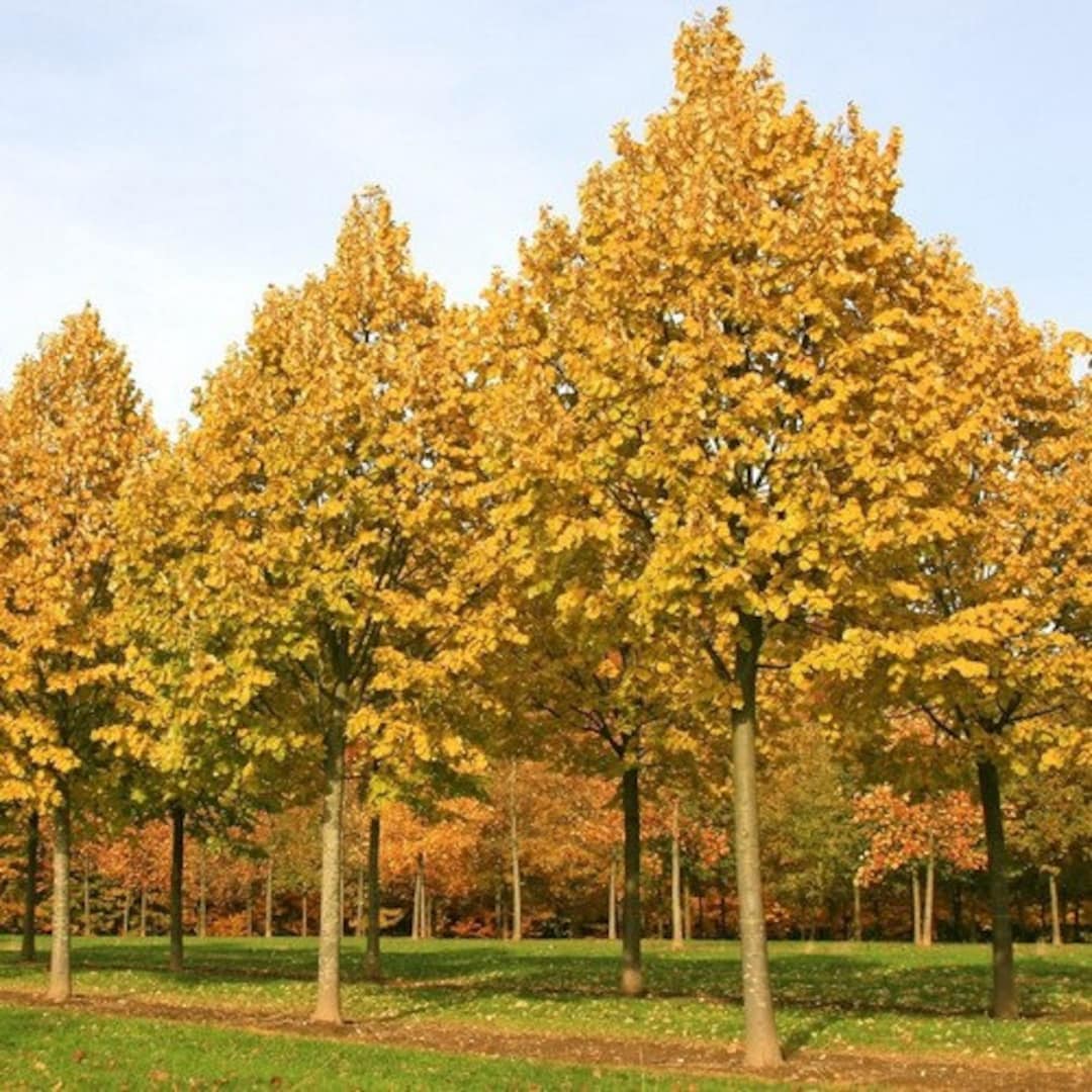 Silver Linden Tree Seeds tilia Tomentosa 10seeds Etsy