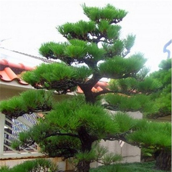 zdjęcia męskich pinus Murzynki porno pic