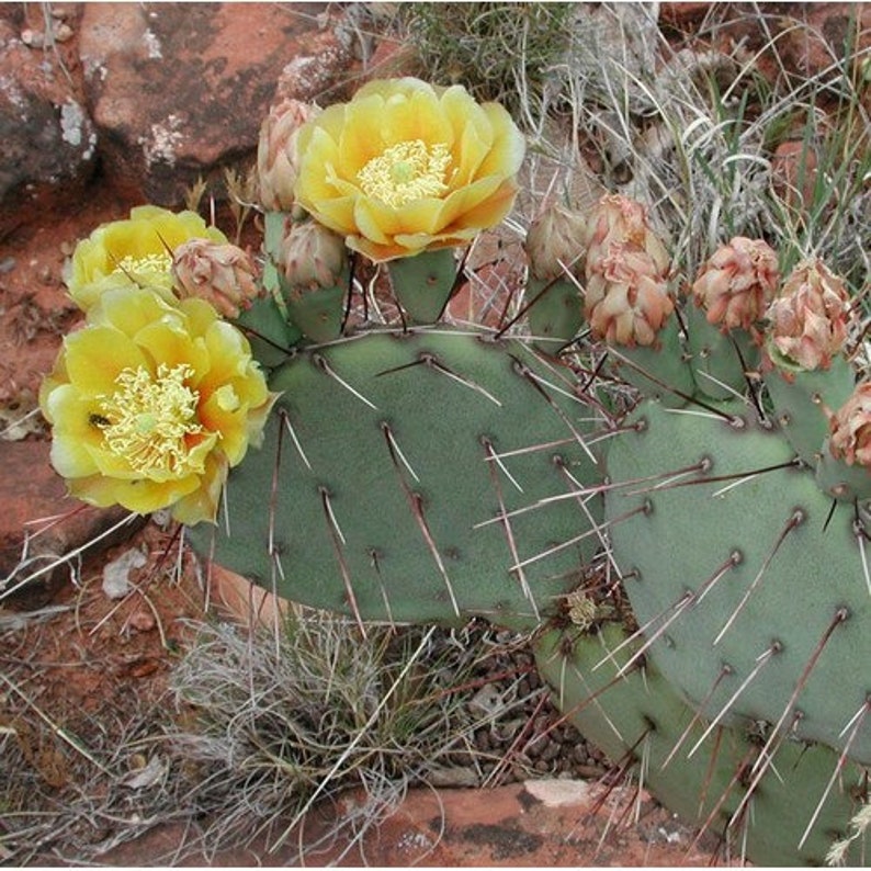 Tulip Prickly Pear Cactus Seeds Opuntia phaeacantha 20Seeds image 3