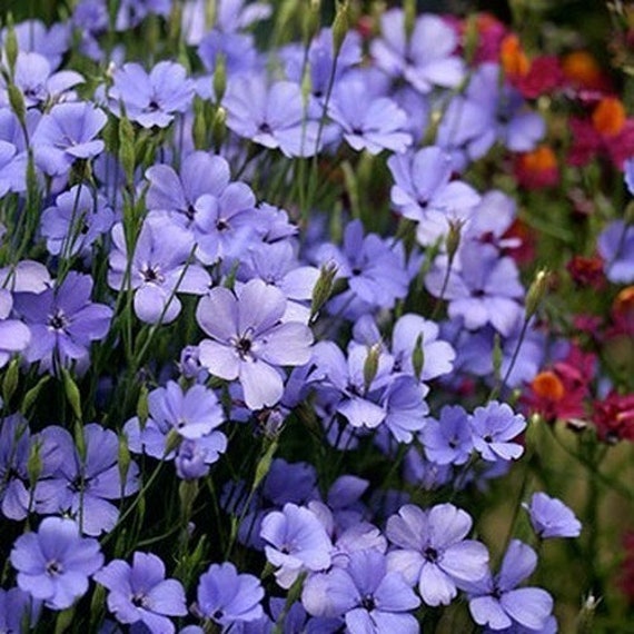 Catchfly Blue Angel Flower Seeds (viscaria Oculata) 100+seeds - Etsy