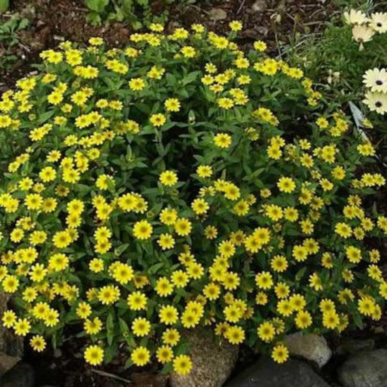 Creeping Zinnia Flower Seeds Sanvitalia Procumbens 100Seeds image 1