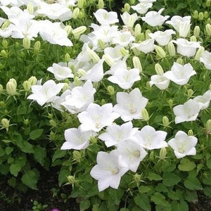 Bellflower White Flower Seeds Campanula Carpatica White 200Seeds image 3