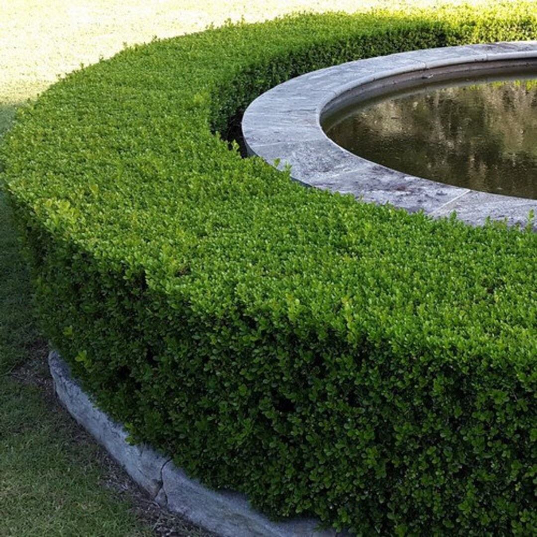 Chinese Boxwood Hedge Seeds buxus Microphylla Sinica Etsy