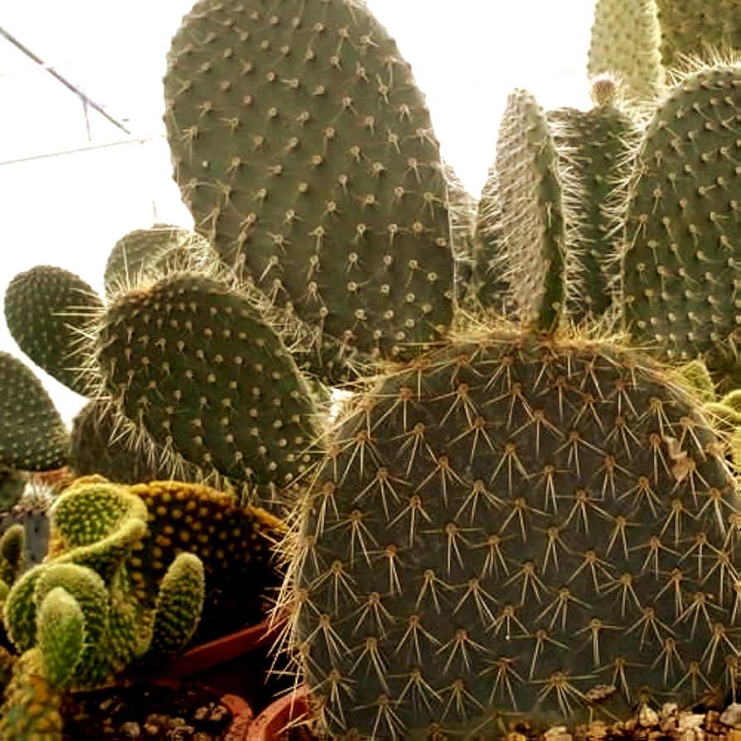 Giant Silver Dollar Cactus Seeds (opuntia Robusta) 25+seeds - Etsy