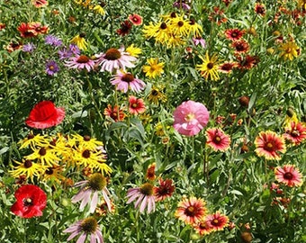 Wildflower Midwest Mix Seeds (7g + graines)