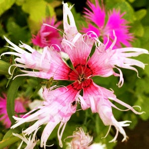 Dianthus Spooky Mix Flower Seeds (Dianthus Superbus) 100+Seeds