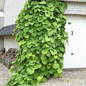 Dutchman's Pipe Vine Seeds Aristolochia durior 15Seeds imagem 2