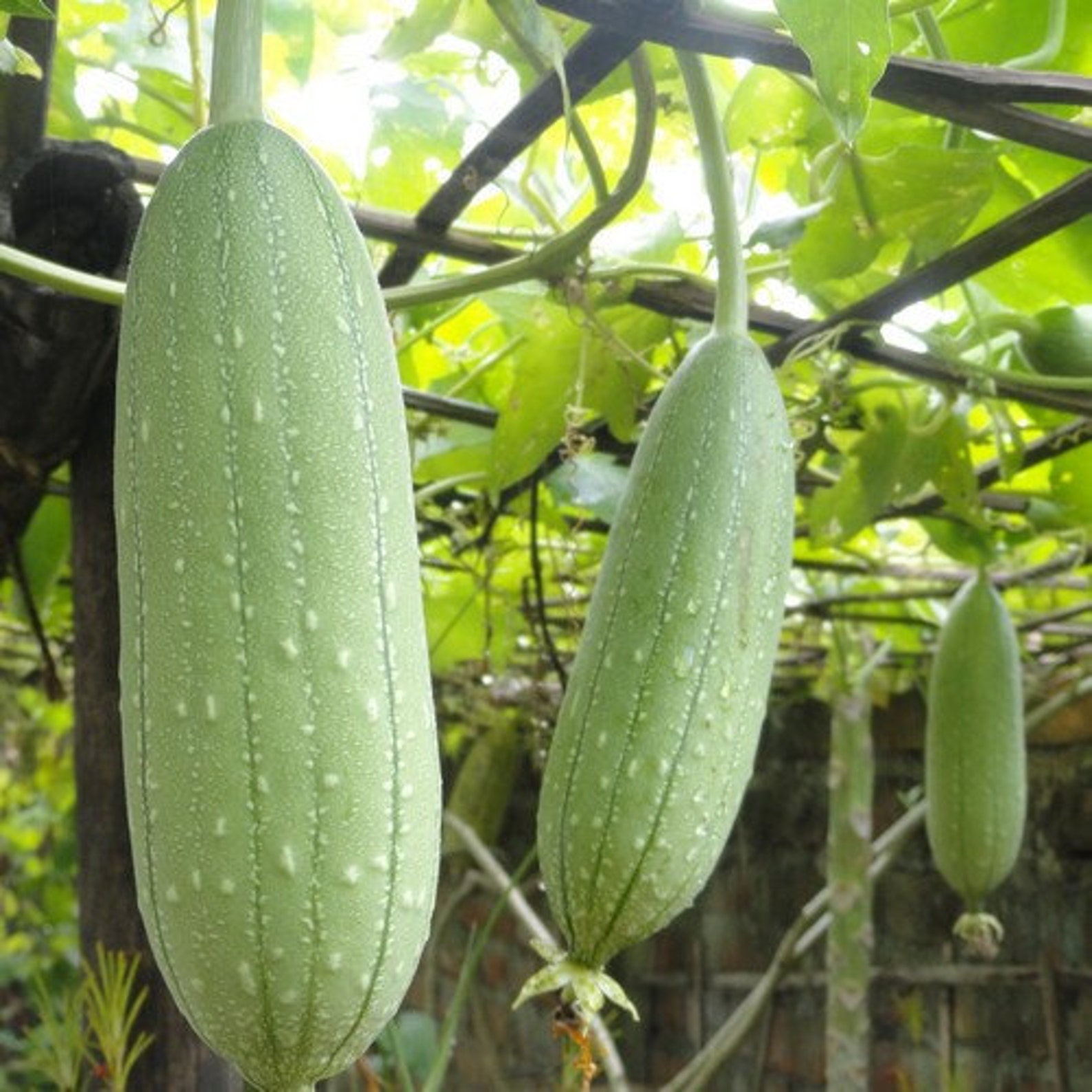 Gourd Luffa Sponge Vegetable Seeds Luffa Cylindrica 15Seeds Etsy
