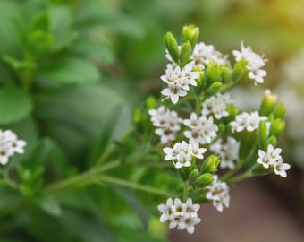Stevia Sweetleaf Herb Seeds (Stevia Rebaudiana) 100+Seeds
