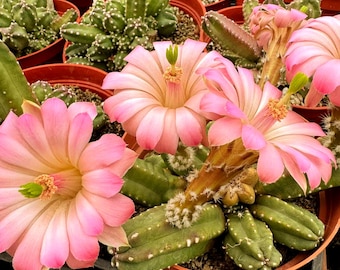 10 Lloyd's Hedgehog Cactus Seeds | Echinocereus  Lloydii | Hardy  Ornamental Cactus - Etsy