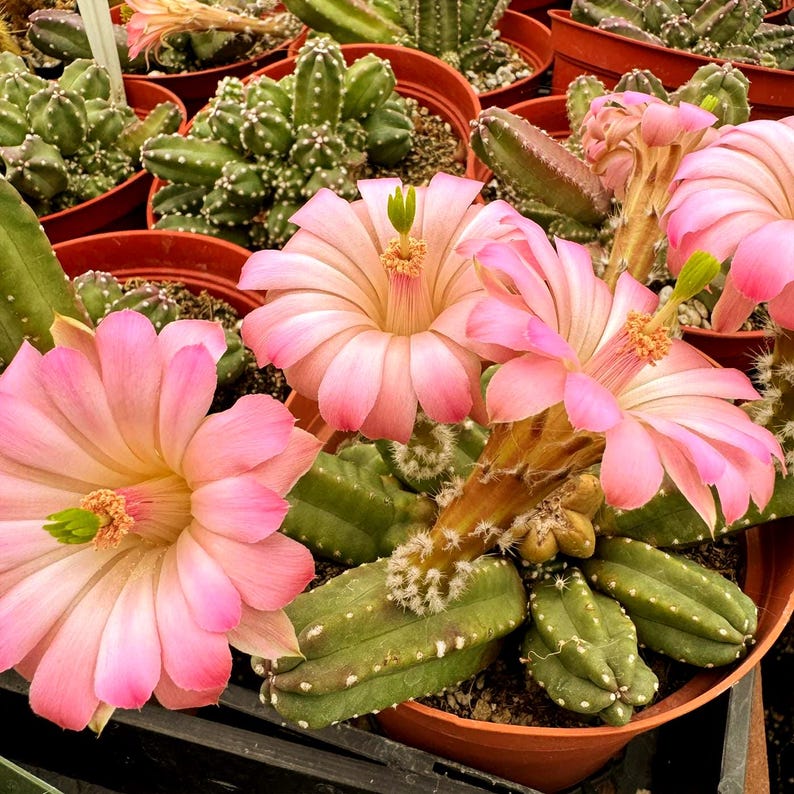 UnderTheSunSeeds Hedgehog Cactus Seeds