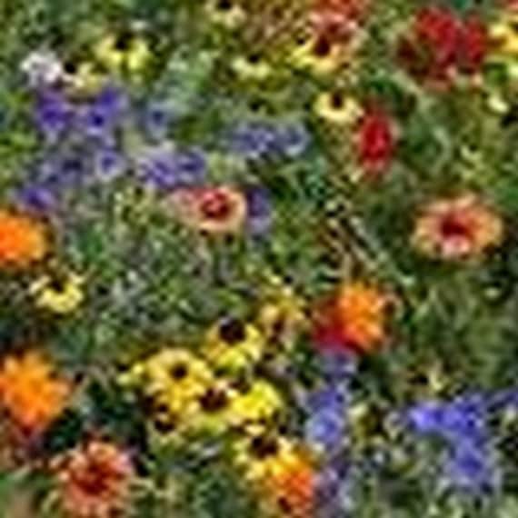 NC Heirloom Flower Seeds Babys Breath Perennial Snowflake Non GMO Garden  Pollinators Save the Bees Flower Gardening 