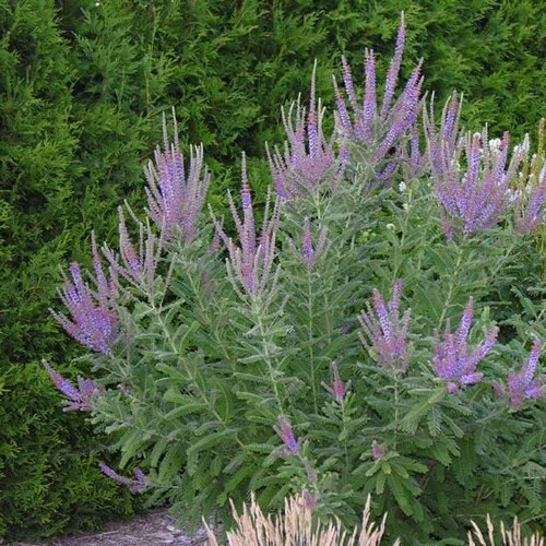Leadplant Flower Seeds (amorpha Canescens) 50+seeds - Etsy