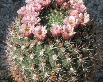 Giant Chin Cactus Seeds (Gymnocalycium Saglione ) 25+Seeds