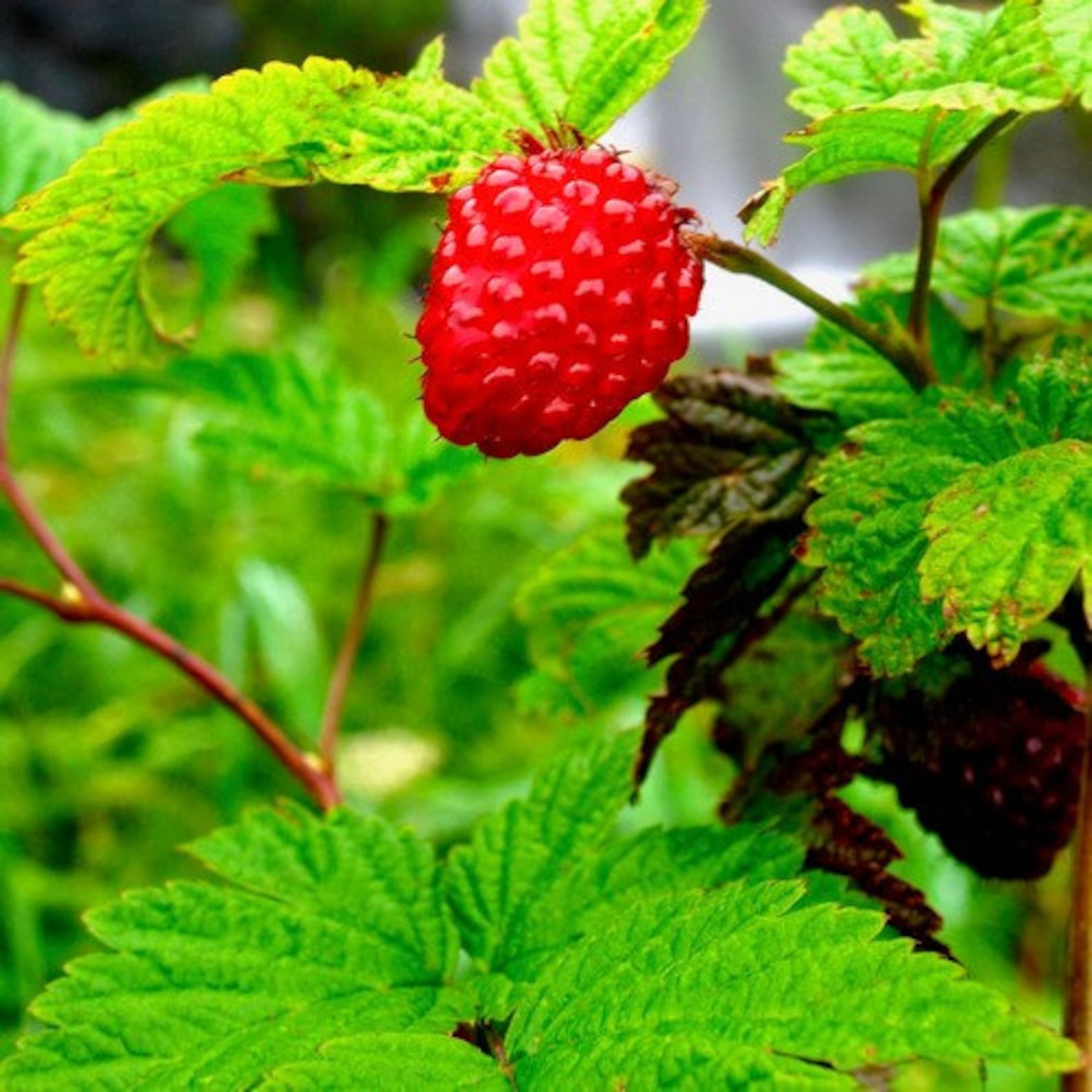 Salmonberry Bush Seeds rubus Spectabilis 25 Seeds Etsy
