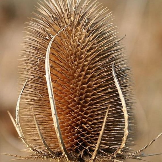 Fullers Teasel Plant Seeds (dipsacus Sativus) 50+seeds - Etsy
