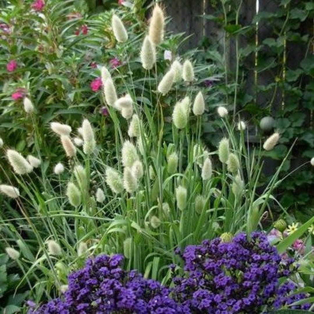 Bunny Tails Ornamental Grass Seeds lagurus Ovatus 50seeds Etsy