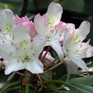 Rosebay Rhododendron Bush Seeds (Rhododendron maximum) 30+ Seeds